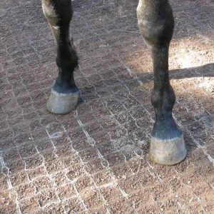 Kunststof rooster paarden paddock