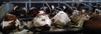 Koematrassen van Bos Rubber met koeien